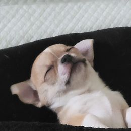 Chihuahua Puppies from Lo's Chihuahuas