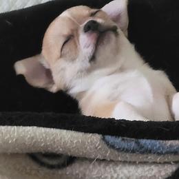 Chihuahua Puppies from Lo's Chihuahuas