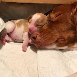 Brittany Puppies from Lakeview Brittanys