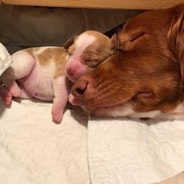 Brittany Puppies from Lakeview Brittanys