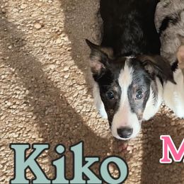 Kiko (spot) - Black and white American Corgi puppy in Wapakoneta, Ohio from Rocking D-C Canines