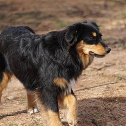 Miniature Australian Shepherd and Toy Australian Shepherd Puppies from Caprock Mini & Toy Aussies