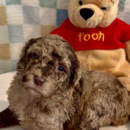 Freckles - Red merle male Aussiedoodle puppy in Denton, Maryland from Royal Conron Doodles