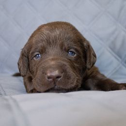 Green Collar - Labrador Retriever puppy in North Carolina from Conoho Creek Kennels