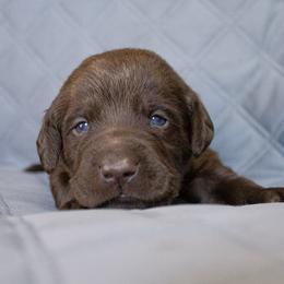 Green Collar - Labrador Retriever puppy in North Carolina from Conoho Creek Kennels