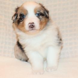 Dio - Blue merle male Australian Shepherd puppy in Colorado from Firestone Australian Shepherds