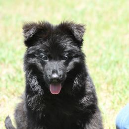 Male - Black male German Shepherd puppy in Twin Lake, Michigan from Drago Team ~ Michigan K9
