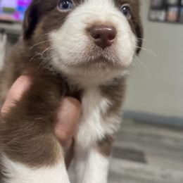 Aussiedoodle, Bernedoodle, and Miniature Australian Shepherd Puppies from MC Doodles
