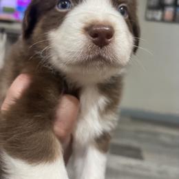 Aussiedoodle, Bernedoodle, and Miniature Australian Shepherd Puppies from MC Doodles
