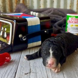 Boudin - Blue Collar - Black and white male Bernedoodle puppy in Carencro, Louisiana from Southern Bayou Poodles and Doodles