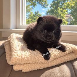 Nienna - Black female Pomeranian puppy in Boca Raton, Florida from Poms of The Shire