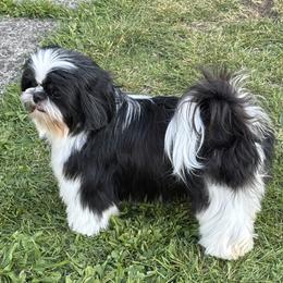 ALEENA - Shih Tzu