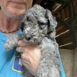 Labradoodle Puppies from Bear Creek Labradoodles