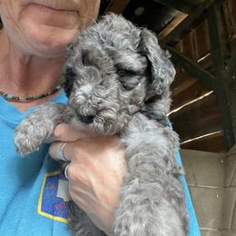 Labradoodle Puppies from Bear Creek Labradoodles