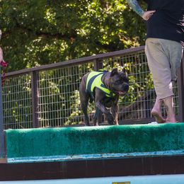 Cane Corso All Grown Up from Garmr Cane Corso