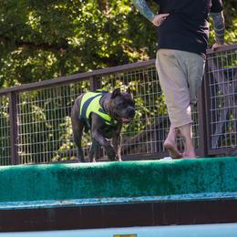 Cane Corso All Grown Up from Garmr Cane Corso