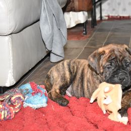 Bullmastiff Puppies from Happy Tails Bullmastiffs