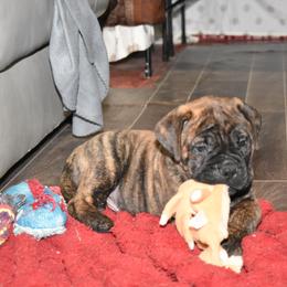 Bullmastiff Puppies from Happy Tails Bullmastiffs