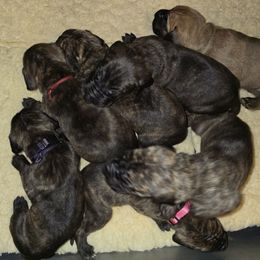 Pink collar brindle female - Brindle female Great Dane puppy in Houston, Texas from Draggin Dobermans & Great Danes