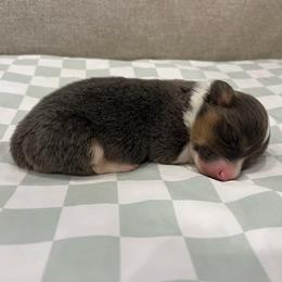 Lyra (fluffy bluie) - Black and tan female American Corgi puppy in Waco, Texas from The Comma Corgis