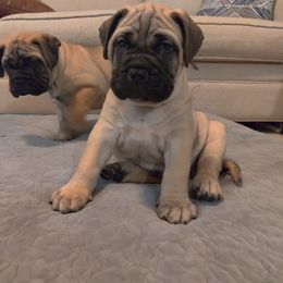 Bullmastiff Puppies from Ironward Bullmastiffs