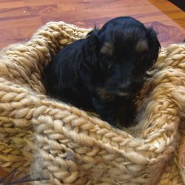 Aussiedoodle Puppies from Hills Barkery