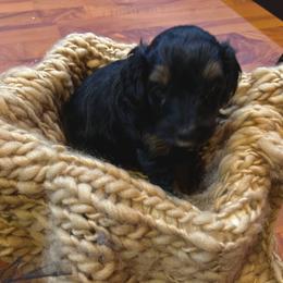 Aussiedoodle Puppies from Hills Barkery