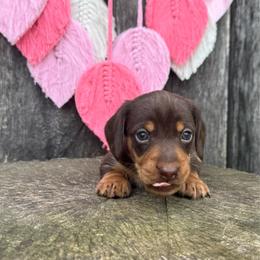 Cadbury - Chocolate and tan male Dachshund puppy in London, Kentucky from Steele Half Acre Homestead