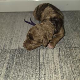 Hazelnut - Red merle female Aussiedoodle puppy in Lithia, Florida from Waterford Doodle Farm