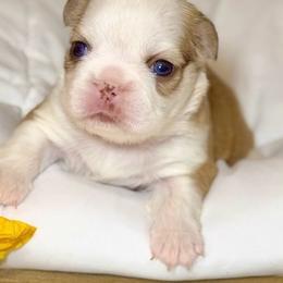 Pied boy - Tricolors male French Bulldog puppy in Jefferson City, Missouri from Central Frenchie Haven