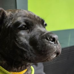 Yellow Collar - Chestnut brindle female Cane Corso puppy in Lewistown, Montana from Corsi Amore Kennels