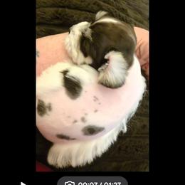 Sprout (tricolor, blue eyes) - Parti male Miniature Schnauzer puppy in Panama City, Florida from Emerald Coast Schnauzers