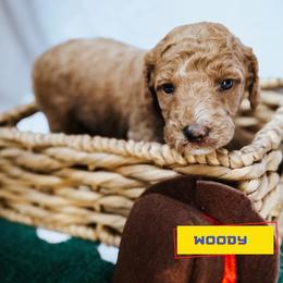 Woody - Red  male Goldendoodle puppy in Lakeland, Florida from Rolling Oak Doodles