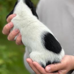 Female 3 - Black brown and white female Basset Hound puppy in Lindley, New York from Hill Top Basset Hounds & Cane Corso
