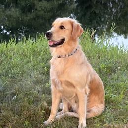 Charlotte - Golden Retriever