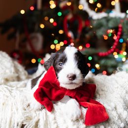 Billy - male Australian Mountain Doodle puppy in Redding, California from Farmstead Doodles