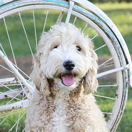 Sadie - Australian Labradoodle