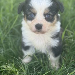 Colt (fluffy) - Black and tan male American Corgi puppy in East Oakdale, California from Rhettro Kennels