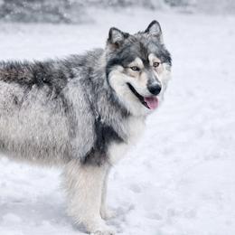 Siberian Huskies from Double H Siberians