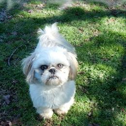 Aspen - Shih Tzu