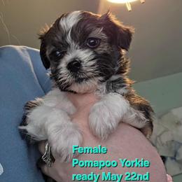 Poppi - female Yorkipoo puppy in West Enfield, Maine from GRIFFEY'S SPA AND KENNEL