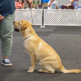 Labrador Retriever All Grown Up from Bad River Labradors