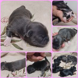 Girl 1 - Blue and white female Shih Tzu puppy in Houston, Texas from Shih Tzu Houston