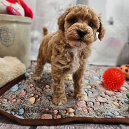 AKC - Sunshine - Apricot female Poodle puppy in Lebanon, Missouri from Leerose Puppies