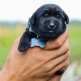 Gray Boy - Black male Labrador Retriever puppy in Linville, Virginia from Virginia Labradors