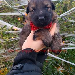 German Shepherd Puppies from Von Holtzapple German shepherds