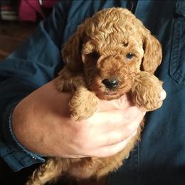 Lena - Red Mini Poodle Raised in Home - Red  female Poodle puppy in Falcon, Missouri from Cedar House Heritage Poodles | AKC Toy & Miniature Poodle Puppies Raised in Home