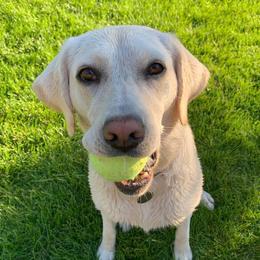 Daisy - Labrador Retriever
