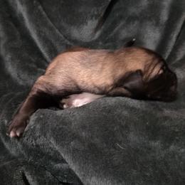Girl 3 - Fawn female Anatolian Shepherd Dog puppy in Atl, Georgia from Florida Anatolian Shepherds