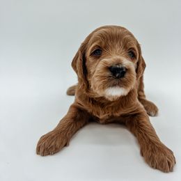 Goldendoodle Puppies from Posh Paws Puppies